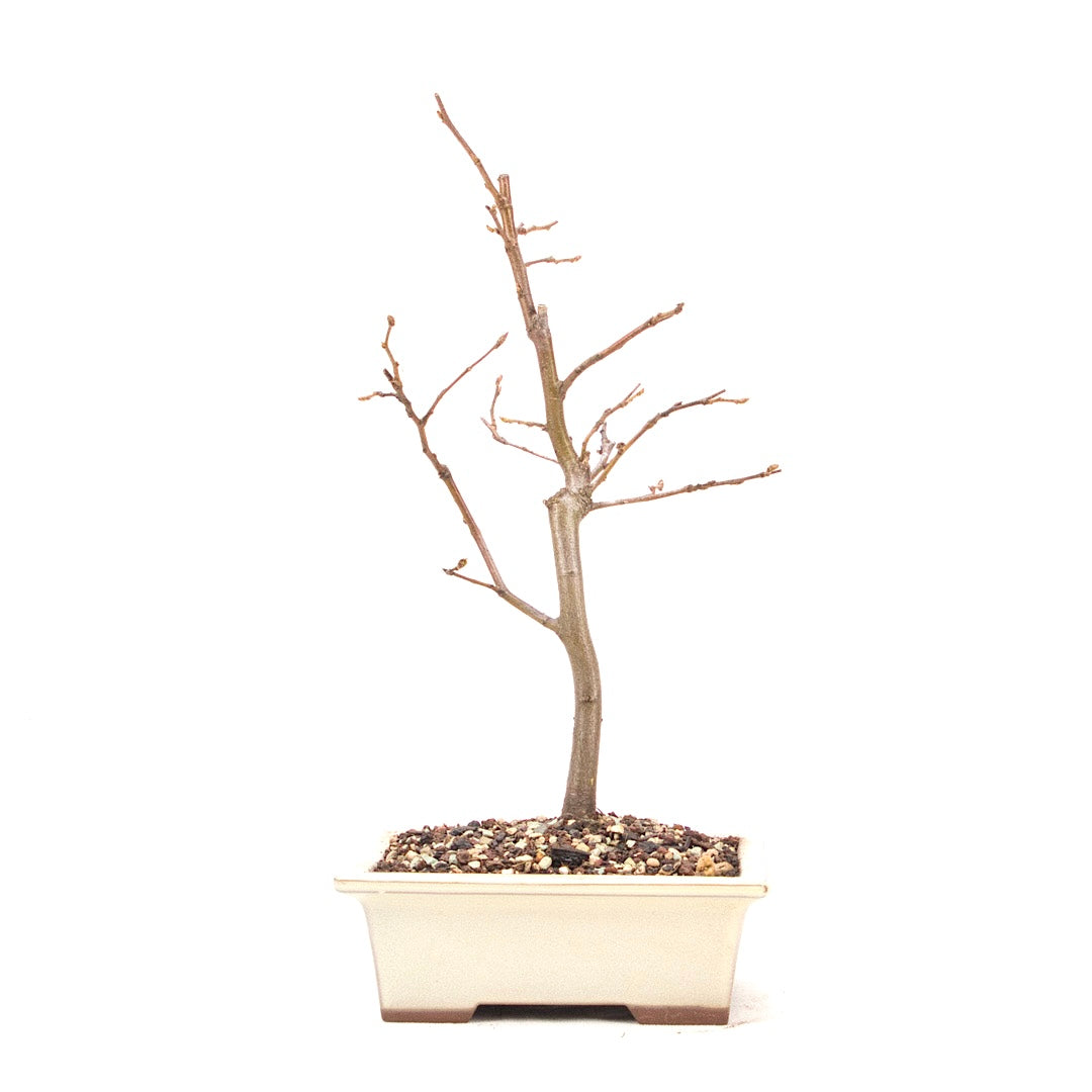 Hainbuche 'Carpinus betulus`