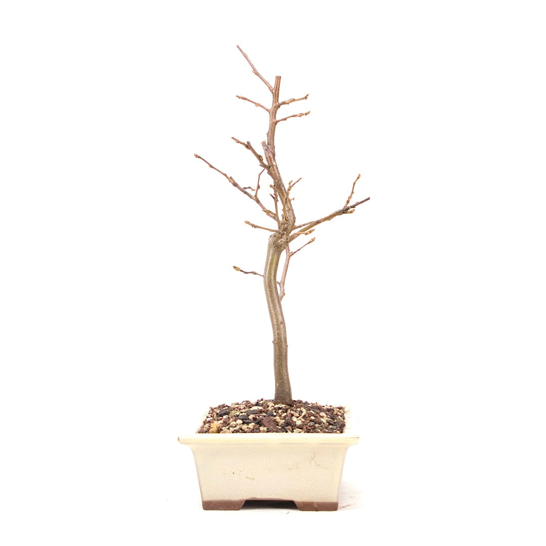 Hainbuche 'Carpinus betulus`