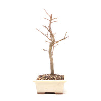 Hainbuche 'Carpinus betulus`