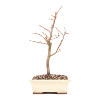 Hainbuche 'Carpinus betulus`