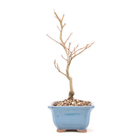 Rotbuche 'Fagus sylvatica'