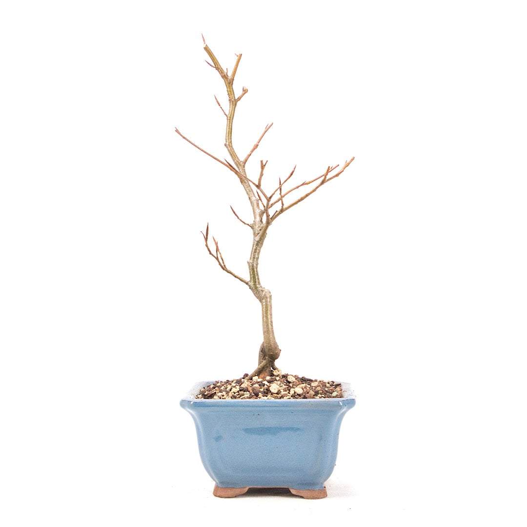 Rotbuche 'Fagus sylvatica'