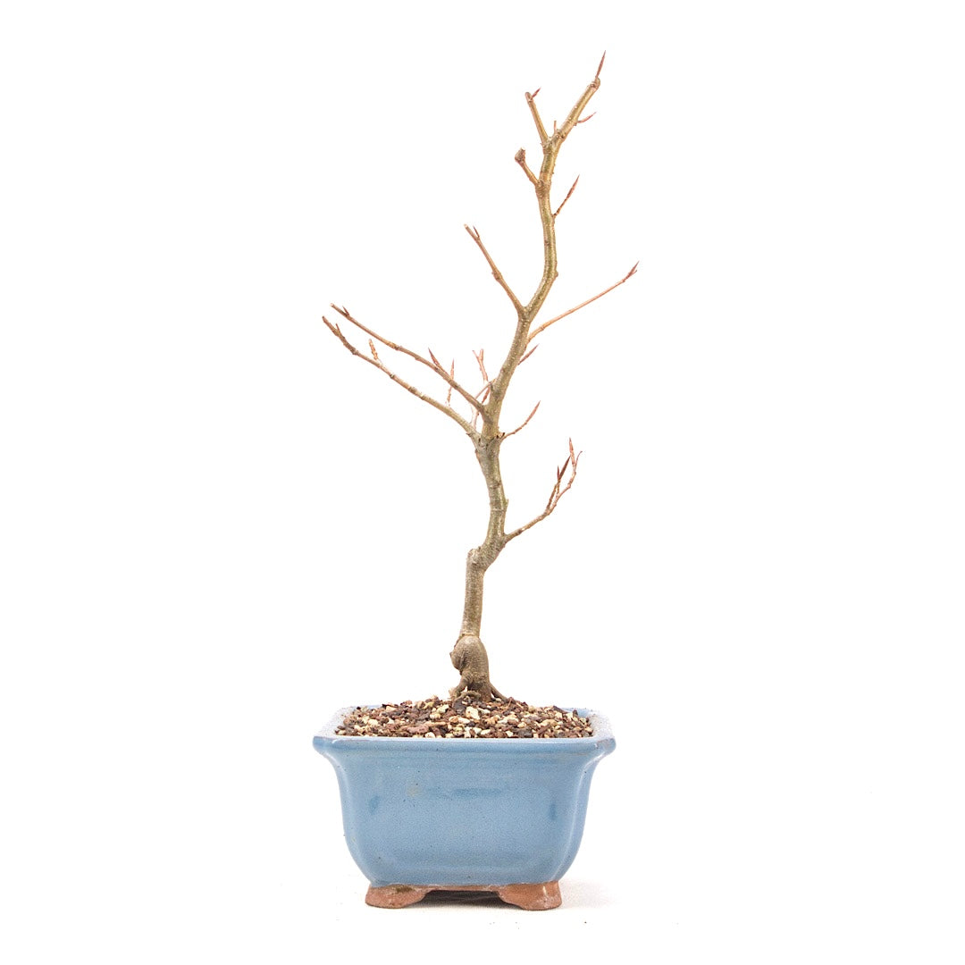 Rotbuche 'Fagus sylvatica'