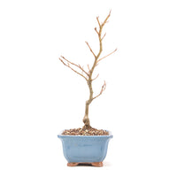 Rotbuche 'Fagus sylvatica'