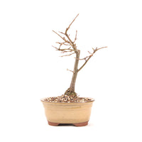 Hainbuche 'Carpinus betulus`