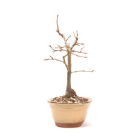 Hainbuche 'Carpinus betulus`