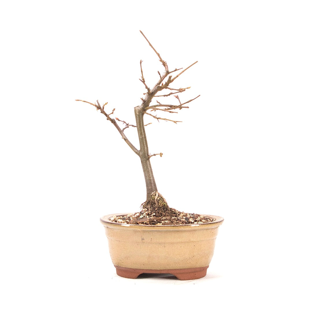 Hainbuche 'Carpinus betulus`