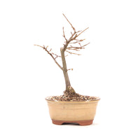 Hainbuche 'Carpinus betulus`