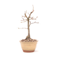 Hainbuche 'Carpinus betulus`