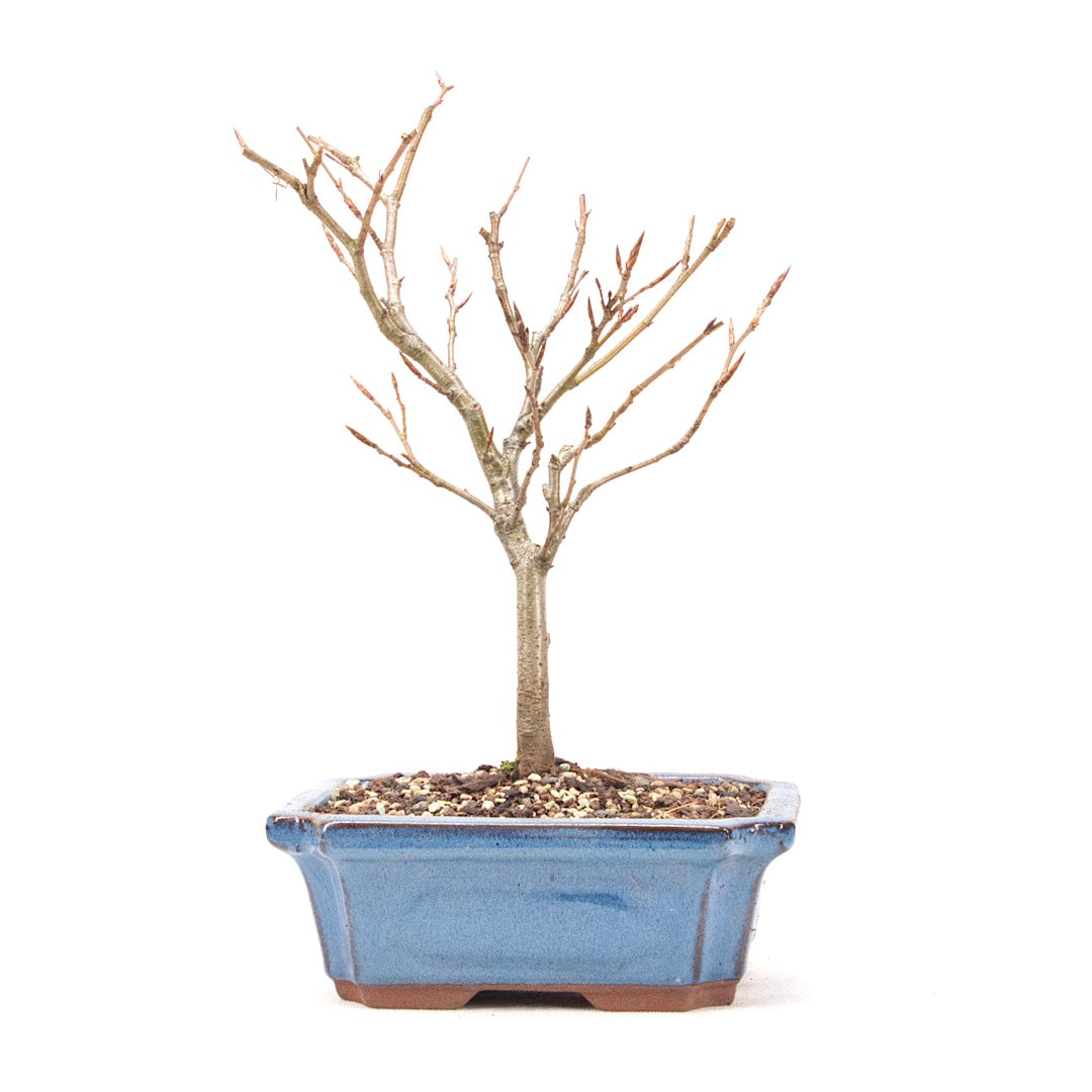 Rotbuche 'Fagus sylvatica'