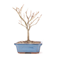 Rotbuche 'Fagus sylvatica'