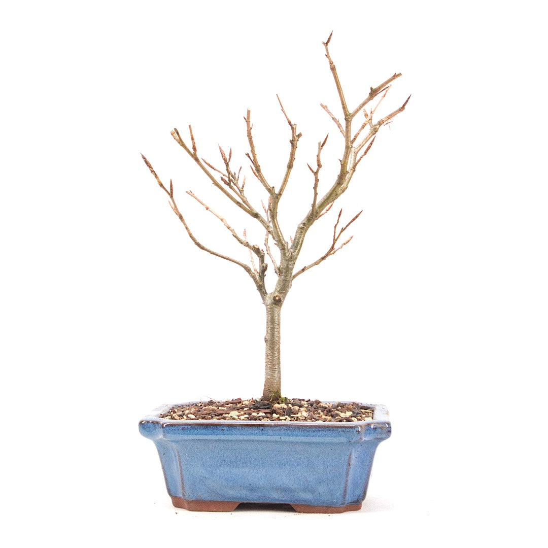 Rotbuche 'Fagus sylvatica'