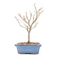 Rotbuche 'Fagus sylvatica'