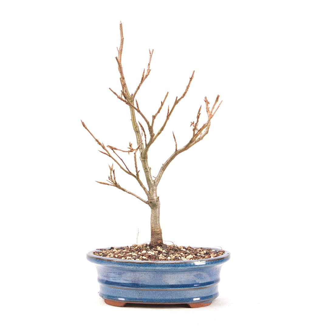 Rotbuche 'Fagus sylvatica'