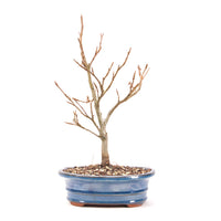 Rotbuche 'Fagus sylvatica'