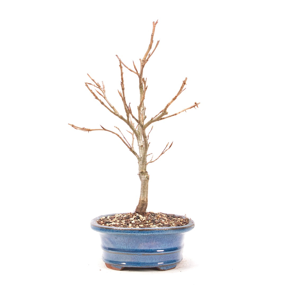 Rotbuche 'Fagus sylvatica'