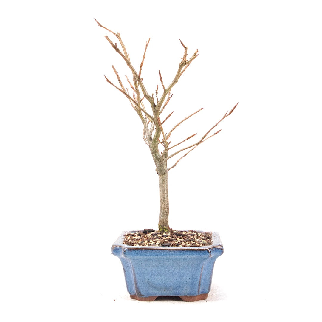 Rotbuche 'Fagus sylvatica'