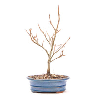 Rotbuche 'Fagus sylvatica'