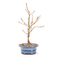 Rotbuche 'Fagus sylvatica'