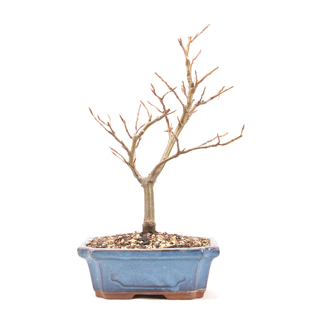 Rotbuche 'Fagus sylvatica'