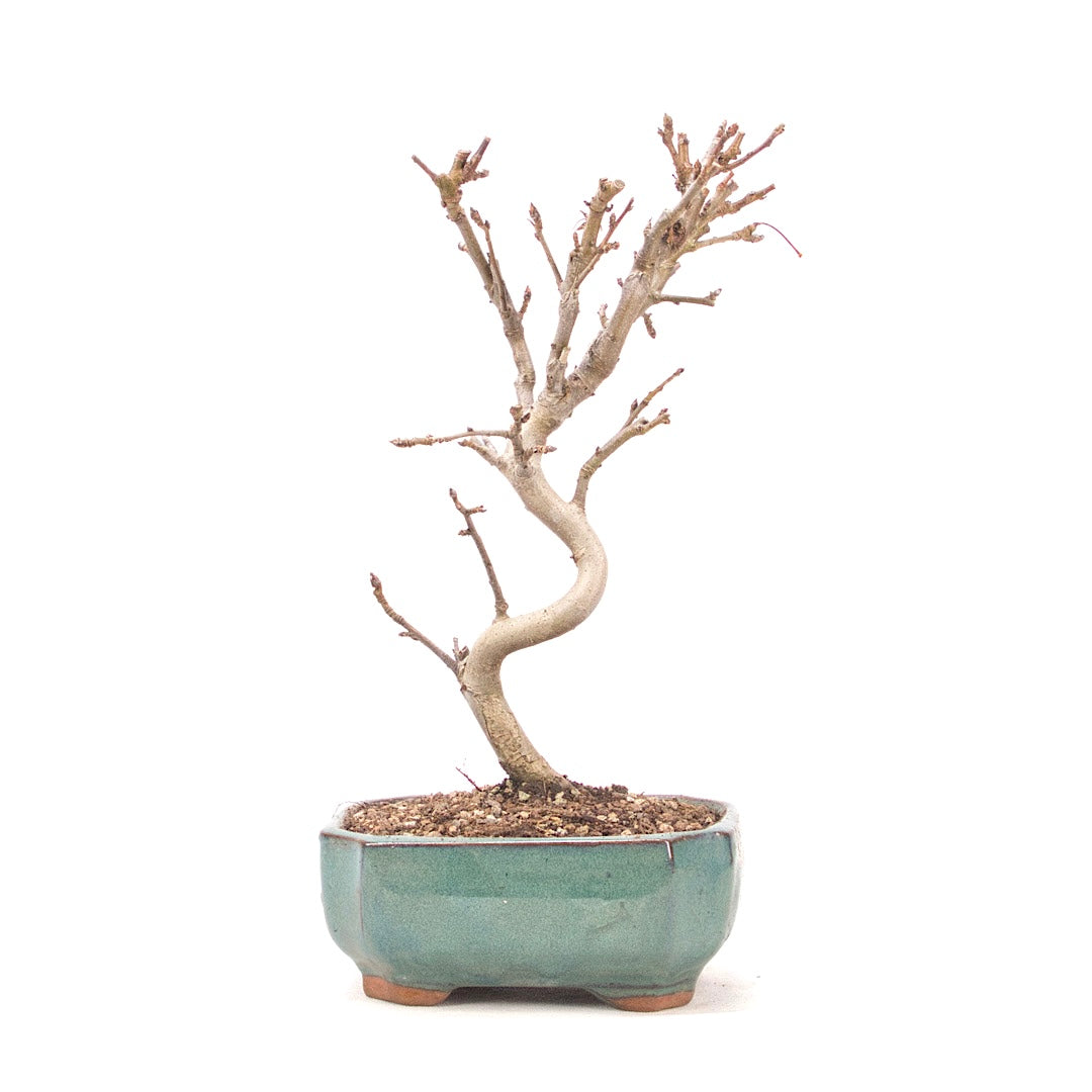 Zierapfel 'Malus spec.'