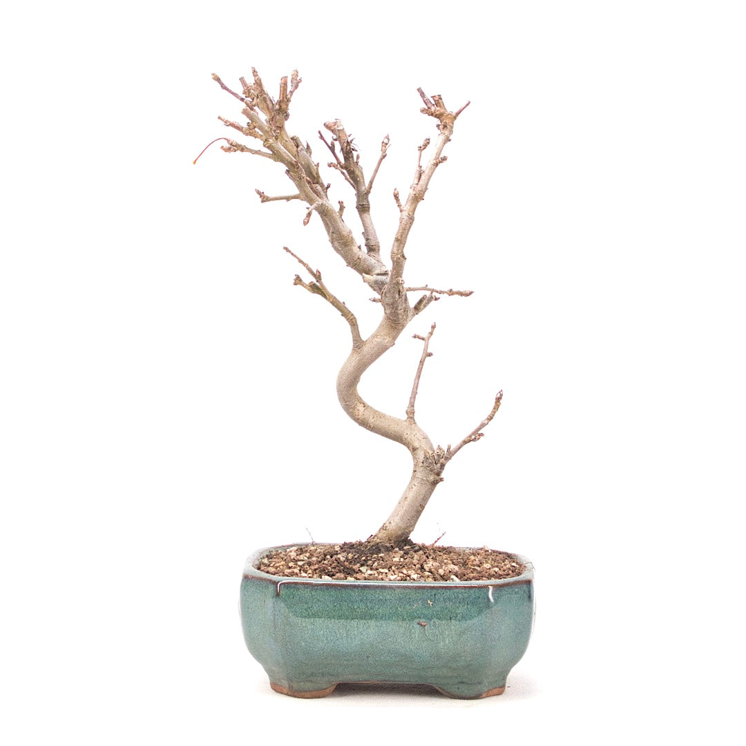 Zierapfel 'Malus spec.'