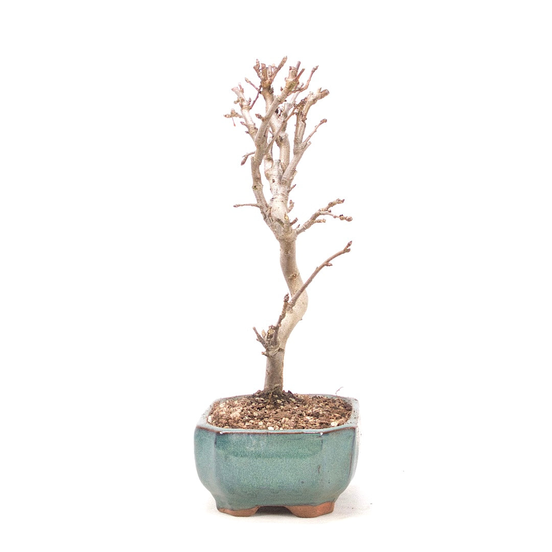 Zierapfel 'Malus spec.'