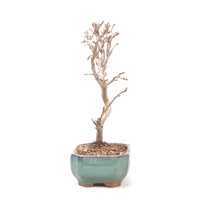 Zierapfel 'Malus spec.'