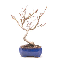 Zierapfel 'Malus spec.'