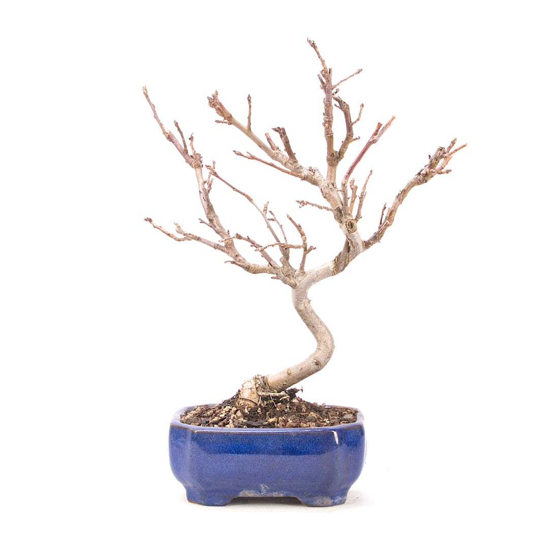 Zierapfel 'Malus spec.'