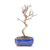 Zierapfel 'Malus spec.'