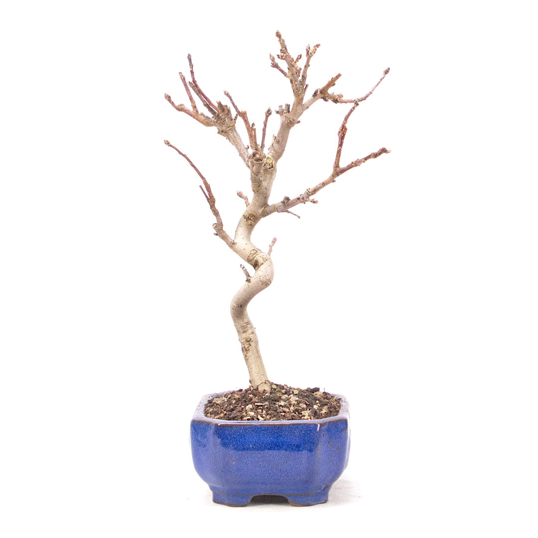 Zierapfel 'Malus spec.'