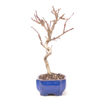 Zierapfel 'Malus spec.'