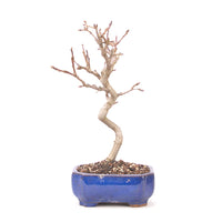 Zierapfel 'Malus spec.'