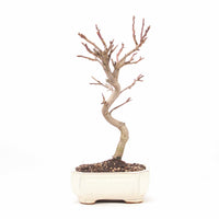 Zierapfel 'Malus spec.'