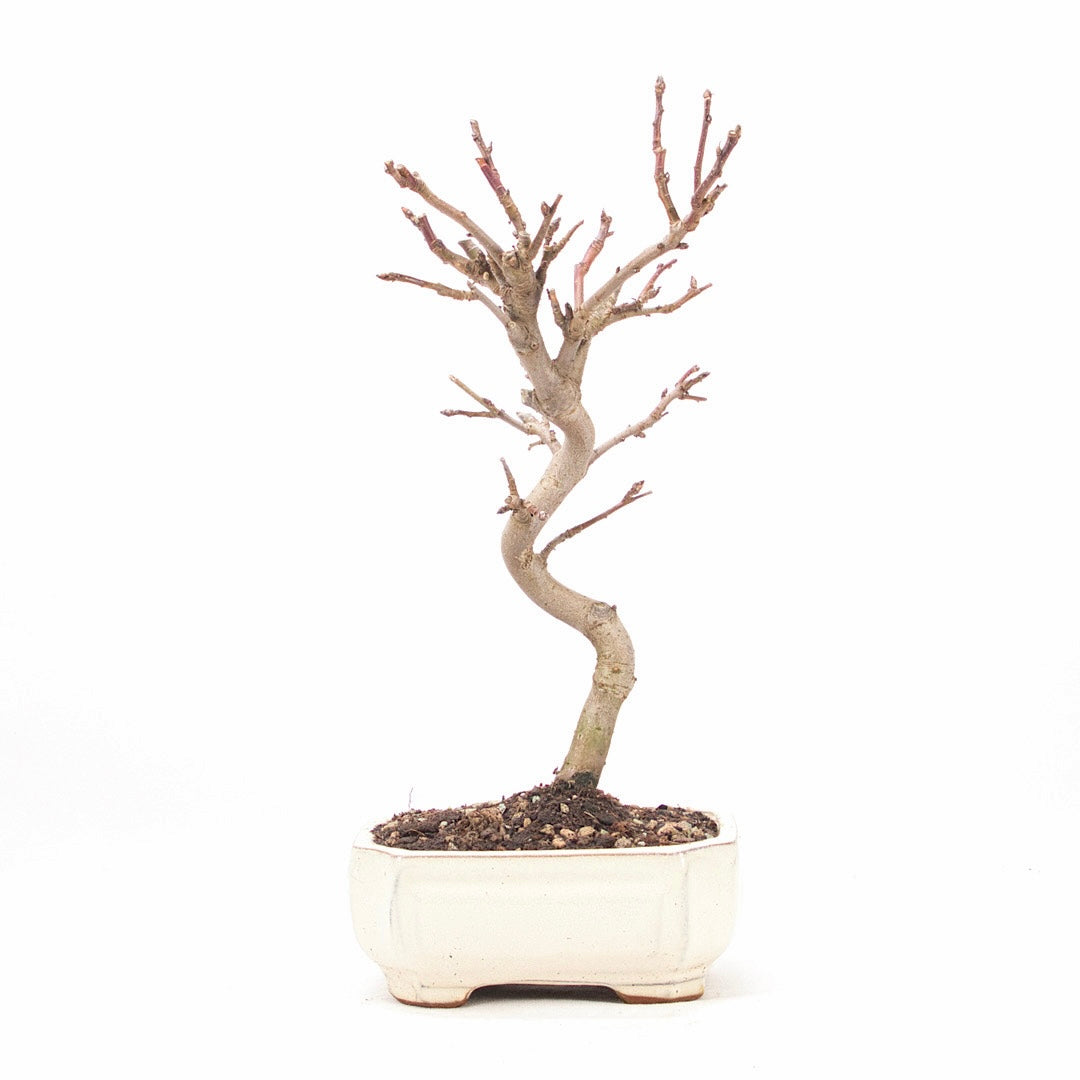 Zierapfel 'Malus spec.'