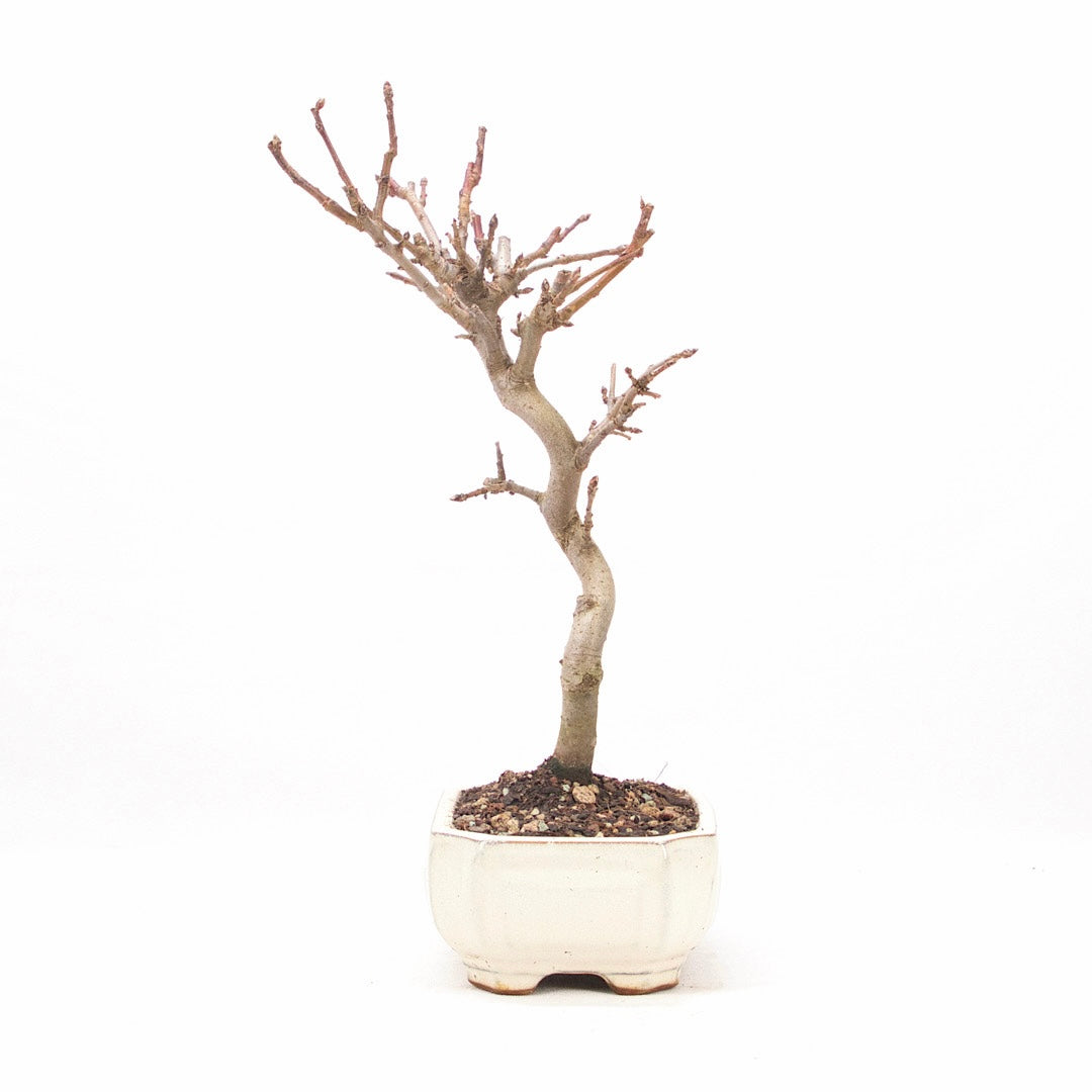 Zierapfel 'Malus spec.'