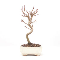 Zierapfel 'Malus spec.'