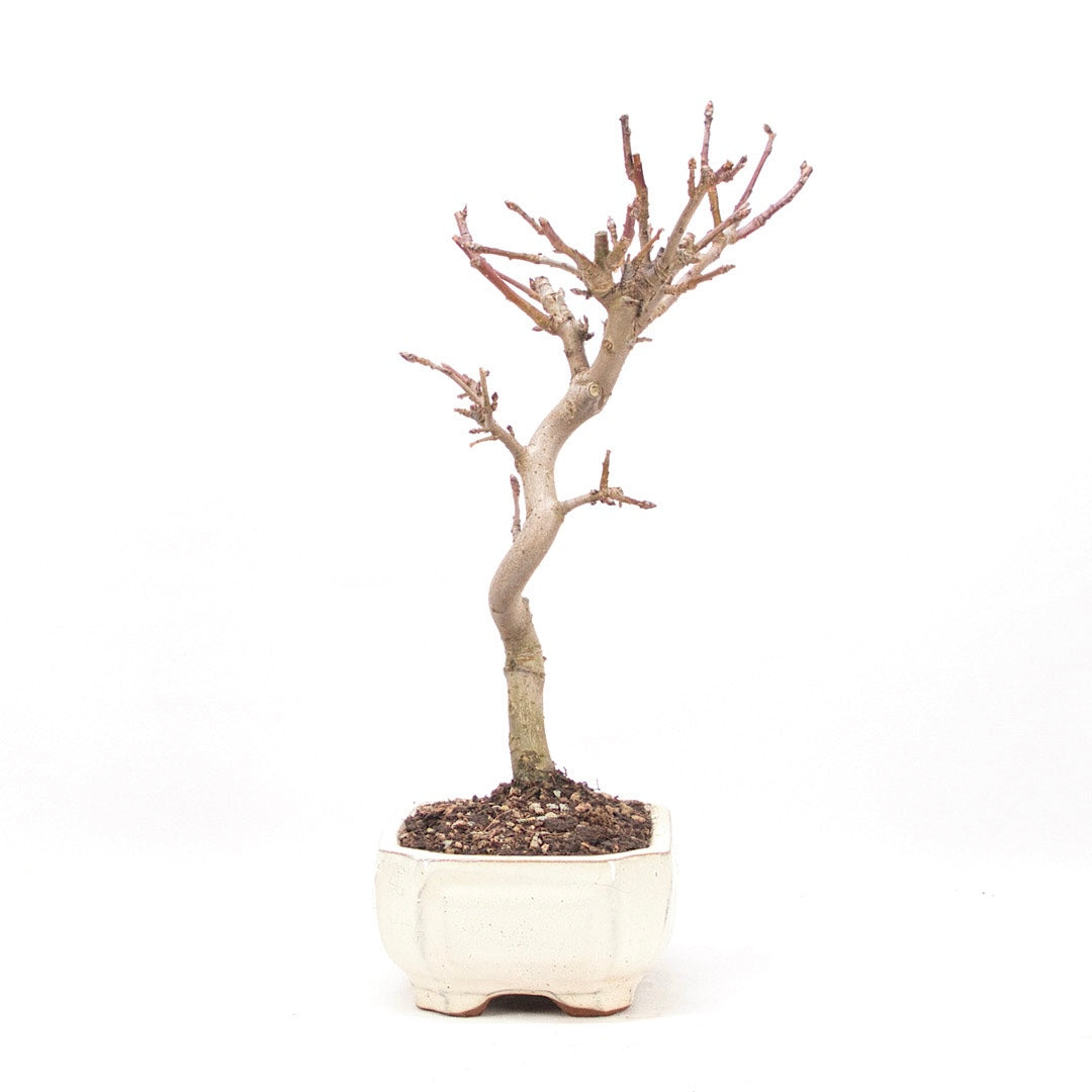 Zierapfel 'Malus spec.'