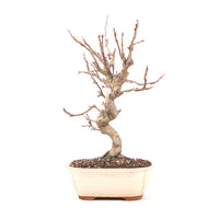 Zierapfel 'Malus spec.'