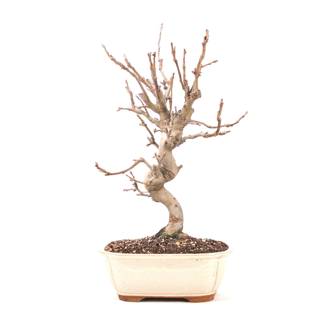 Zierapfel 'Malus spec.'