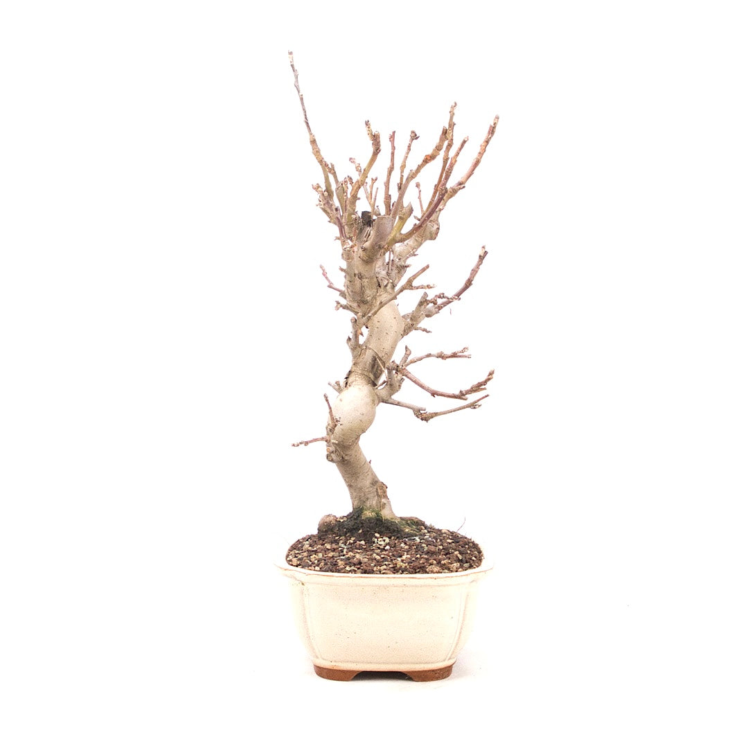 Zierapfel 'Malus spec.'