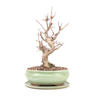 Zierapfel 'Malus spec.'