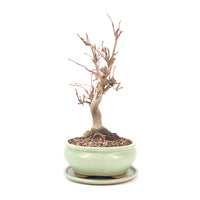 Zierapfel 'Malus spec.'