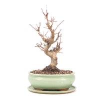 Zierapfel 'Malus spec.'