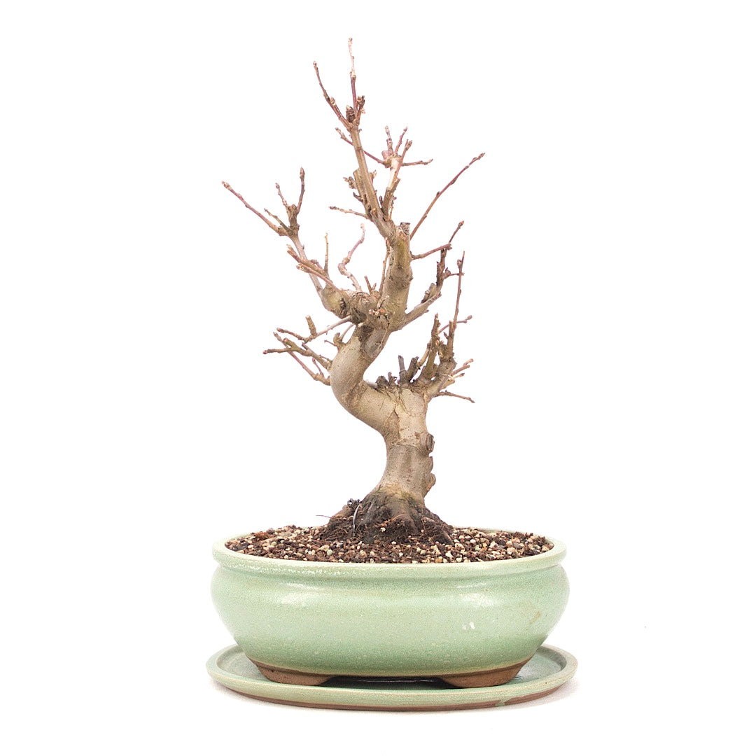 Zierapfel 'Malus spec.'