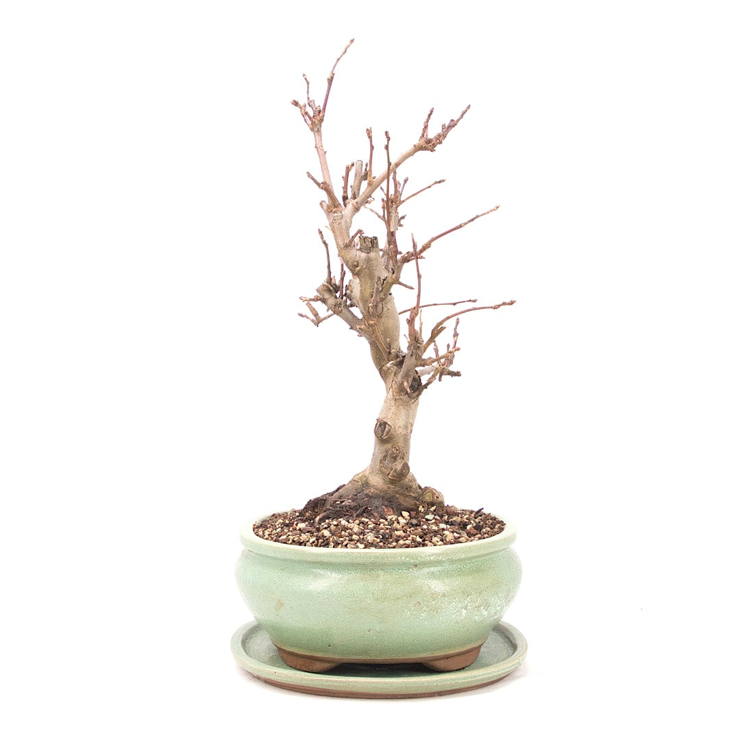 Zierapfel 'Malus spec.'