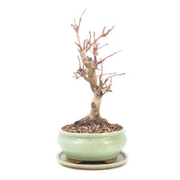 Zierapfel 'Malus spec.'