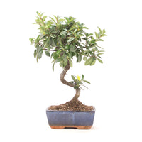 Feuerdorn 'Pyracantha coccinea'