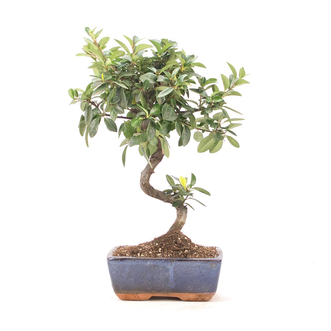 Feuerdorn 'Pyracantha coccinea'